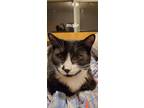 Adopt Xander a Black & White or Tuxedo Domestic Shorthair cat in Hinton