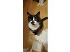 Adopt Alex a Black & White or Tuxedo Domestic Shorthair cat in Hinton