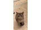 Adopt Cameron a Gray, Blue or Silver Tabby Domestic Shorthair cat in Modesto