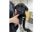 Adopt Stormi a Black - with White Husky / Mixed Breed (Medium) dog in Airdrie