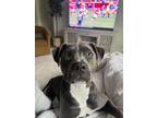 Adopt Phoenix a Black - with White American Staffordshire Terrier / Mixed dog in