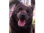 Adopt Monica a Brindle Plott Hound / Staffordshire Bull Terrier / Mixed dog in