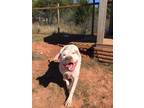 Adopt Blake a Red/Golden/Orange/Chestnut - with White Pit Bull Terrier / Mixed
