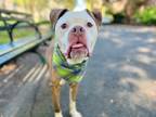 Adopt Champ a Mixed Breed (Large) / Mixed dog in New York, NY (39931366)