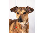 Adopt Jay AKA Max a Brown/Chocolate Terrier (Unknown Type