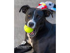 Adopt Eva a Black Retriever (Unknown Type) / Mixed dog in Toccoa, GA (40428564)