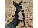Adopt Bernard a Labrador Retriever / Mixed dog in Maryville, TN (40482847)