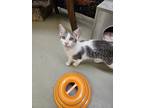 Adopt Jayme a Gray or Blue Domestic Shorthair / Domestic Shorthair / Mixed cat