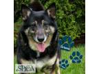 Adopt Artemis a Black Shepherd (Unknown Type) / Mixed Breed (Medium) / Mixed