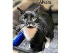 Adopt Alvara a Black & White or Tuxedo Domestic Shorthair (short coat) cat in