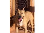 Adopt Hannah a Tan/Yellow/Fawn Carolina Dog / Mixed dog in Yukon, OK (40481735)