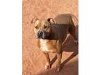 Adopt Jeffey a Tan/Yellow/Fawn American Staffordshire Terrier / Mixed dog in