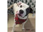 Adopt Tator a Pit Bull Terrier / Mixed dog in Lexington, KY (40481439)