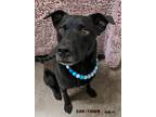 Adopt Koji a Labrador Retriever / Mixed dog in Lexington, KY (40468052)