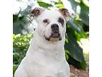 Adopt Toovia a White - with Brown or Chocolate Boxer / Mixed dog in King City