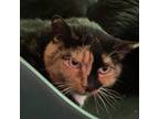 Adopt Penelope a Spotted Tabby/Leopard Spotted Domestic Shorthair / Mixed cat in
