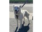 Adopt WYOMING a White Husky / Mixed Breed (Medium) / Mixed (short coat) dog in