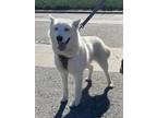 Adopt WYOMING a White Husky / Mixed dog in Huntington Beach, CA (40193542)