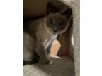 Adopt Layla a Tan or Fawn Siamese (short coat) cat in Temecula, CA (40481119)