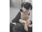 Adopt Sheba a Black Border Collie / Bluetick Coonhound / Mixed dog in Silver