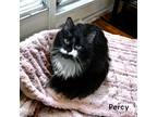 Adopt Percy a All Black Domestic Longhair / Domestic Shorthair / Mixed cat in