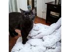 Adopt Porter a All Black Domestic Longhair / Mixed Breed (Medium) / Mixed (short