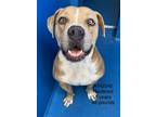 Adopt Knight a Tan/Yellow/Fawn - with White Pit Bull Terrier / Mixed Breed