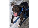 Adopt Jamz a Black American Pit Bull Terrier / Mixed dog in Lincoln