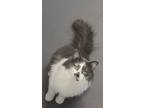 Adopt Proton a Gray or Blue Domestic Longhair / Domestic Shorthair / Mixed cat