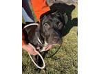 Adopt Liza a Black American Pit Bull Terrier / Mixed dog in Winchester