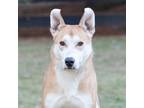 Adopt Tonny a Tan/Yellow/Fawn - with White Spitz (Unknown Type