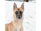 Adopt Tokyo a Brown/Chocolate - with Black Mixed Breed (Medium) / Mixed dog in