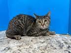 Adopt Ava a Brown Tabby Domestic Shorthair (short coat) cat in Powell