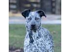 Adopt Timon a White - with Black German Shorthaired Pointer / Mixed dog in King