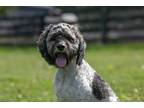 Adopt Theo a Gray/Silver/Salt & Pepper - with White Cocker Spaniel / Mixed dog