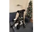 Adopt Randal a Black Labrador Retriever / Mixed dog in Dallas, TX (39716864)