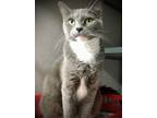 Adopt Mary Ann a Gray or Blue (Mostly) Domestic Shorthair (short coat) cat in