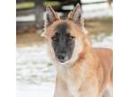 Adopt Taiga a Tan/Yellow/Fawn - with Black Mixed Breed (Medium) / Mixed dog in