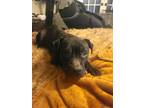 Adopt Thor a Black Mutt / Mixed dog in Dallas, TX (40279823)