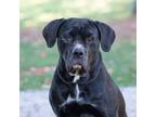 Adopt Stella a Black - with White Cane Corso / Mixed dog in King City