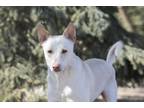 Adopt Skay a White Shepherd (Unknown Type) / Mixed dog in King City
