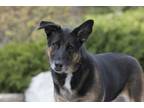 Adopt Samantha a Black - with Tan, Yellow or Fawn German Shepherd Dog / Mixed