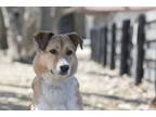 Adopt Simon a Brown/Chocolate - with White Mixed Breed (Medium) / Mixed dog in