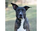 Adopt Ramona a Brindle - with White Mixed Breed (Large) / Mixed dog in King