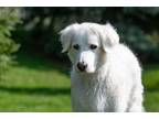 Adopt Poof a White Mixed Breed (Large) / Mixed dog in King City, ON (40476423)