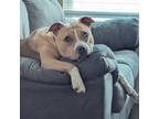 Adopt Ausra a Tan/Yellow/Fawn - with White Pit Bull Terrier / Mixed dog in