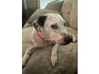 Adopt Nikki a White - with Black Dalmatian / Mixed dog in Dallas, TX (34227640)