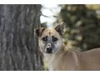 Adopt Mini a Tan/Yellow/Fawn Mixed Breed (Medium) / Mixed dog in King City