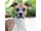Adopt Mika a Brown/Chocolate - with White Boxer / Mixed dog in King City