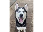 Adopt Eddie a Siberian Husky / Mixed dog in Matawan, NJ (40336291)